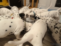 IMG_20250129_201359_web