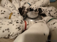 IMG_20250129_201408_web