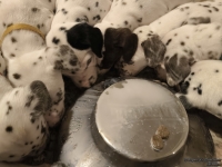 IMG_20250129_201419_web