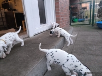 IMG_20250201_080140_web