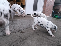 IMG_20250201_080146_web