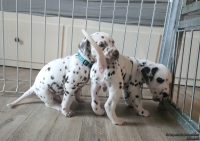 IMG_20250201_152121_web