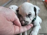 IMG_20250201_152507_web