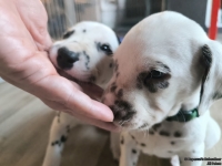 IMG_20250201_152520_web