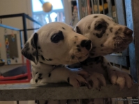 IMG_20250203_081928_web