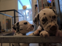 IMG_20250203_081934_web