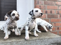 IMG_20250203_154412_web