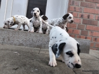 IMG_20250203_154424_web