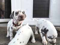 IMG_20250203_154635_1_web