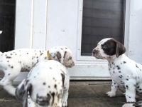 IMG_20250203_154641_web