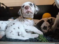 IMG_20250203_161210_web