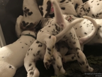 IMG_20250203_225451_web