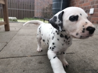 IMG_20250204_091133_web