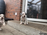 IMG_20250204_091409_web