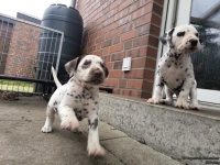 IMG_20250204_091410_web