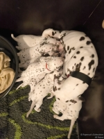 IMG_20250204_171456_web