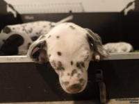 IMG_20250204_172936_web