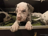 IMG_20250204_173021_web