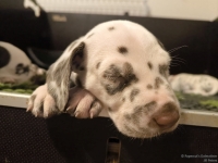 IMG_20250204_173041_web