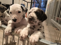 IMG_20250206_175154_web