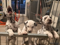 IMG_20250206_175207_1_web