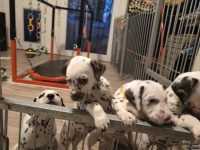 IMG_20250206_175217_web