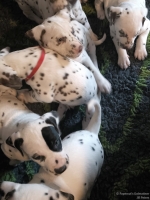 IMG_20250208_110449_web