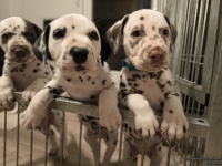 IMG_20250208_212305_web