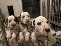 IMG_20250208_212322_web