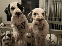 IMG_20250208_212438_web