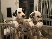 IMG_20250208_212441_web