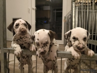 IMG_20250208_213443_web