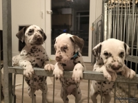 IMG_20250208_213444_web