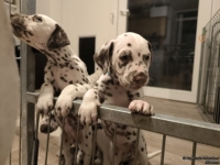 IMG_20250208_213620_web