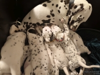 IMG_20250208_215406_web