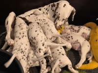 IMG_20250209_082225_web