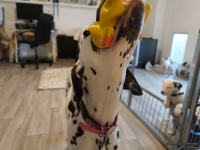 IMG_20250209_084041_web