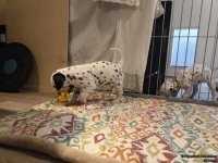 IMG_20250210_084130_web