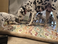 IMG_20250210_084136_web