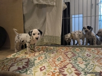 IMG_20250210_084141_web