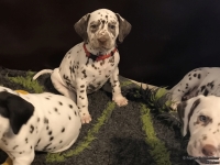 IMG_20250210_164138_web