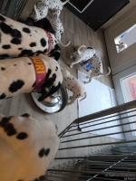 IMG_20250211_091438_web