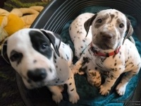 IMG_20250211_131110_web