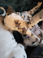 IMG_20250211_154039_web