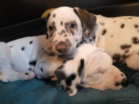 IMG_20250211_154418_web