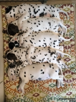 IMG_20250215_123733_web