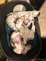 IMG_20250212_203349_web