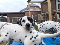 IMG_20250220_155800_web