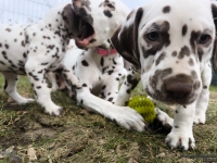 IMG_20250220_160431_web