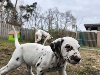 IMG_20250220_160651_1_web